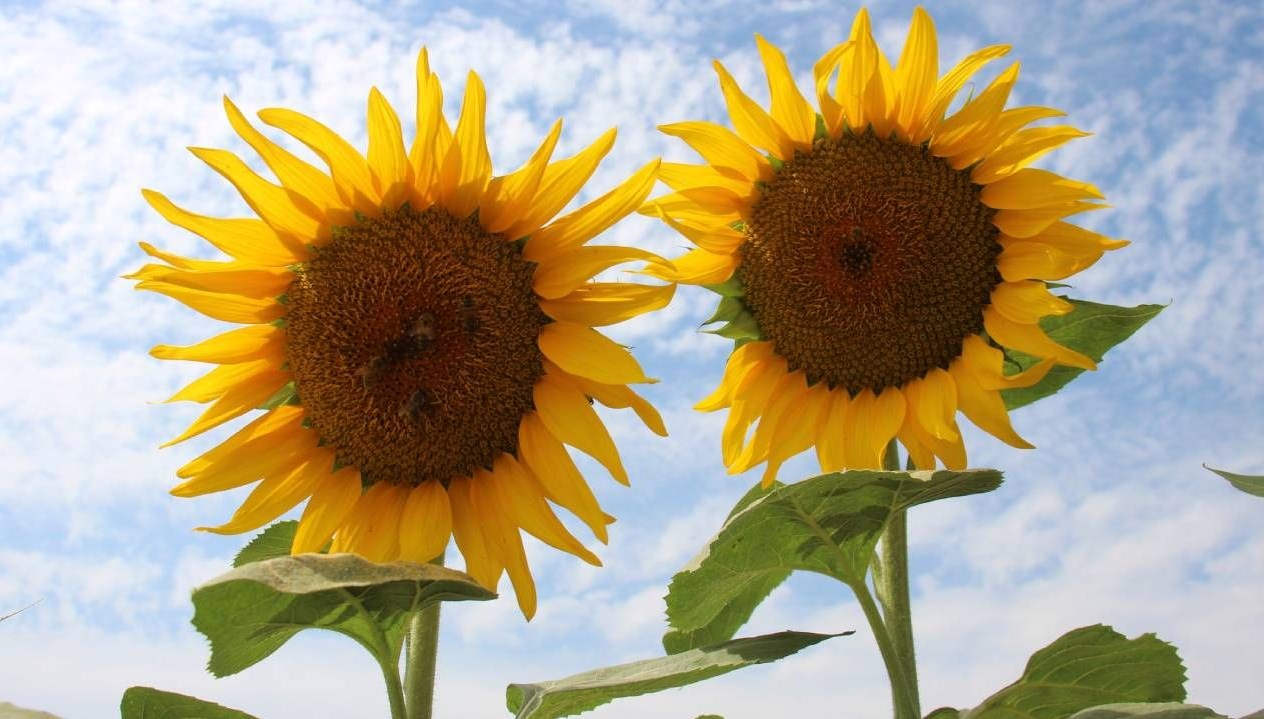 aycicek alim fiyati aciklandi j83lR4k4