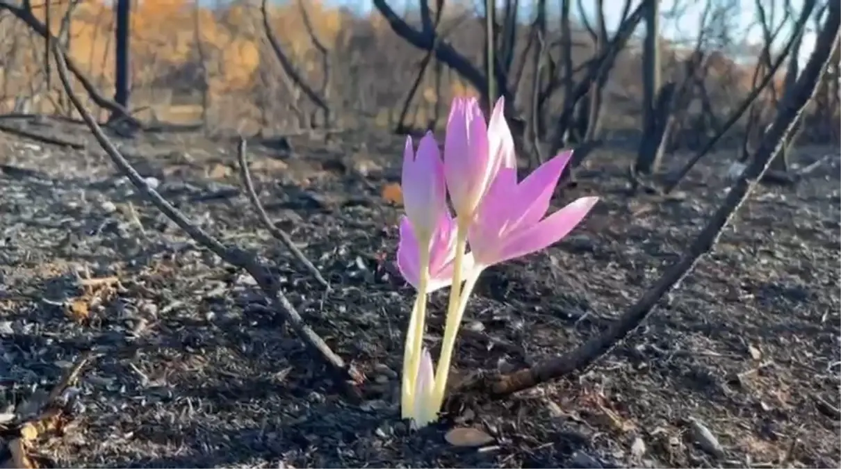 bursada yangin sonrasi guz cigdemi umut oldu WNrmAKmE
