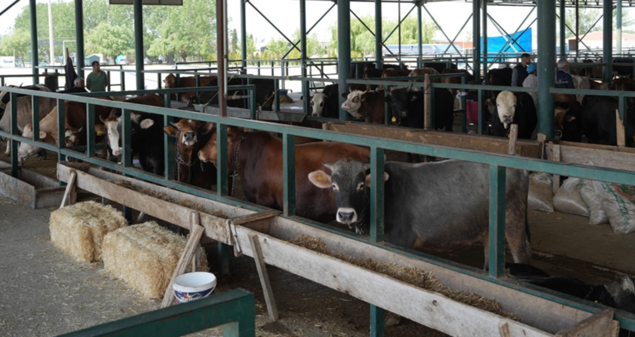 eskisehirde buyuksehir hayvan pazari kapatildi uGekVMkU