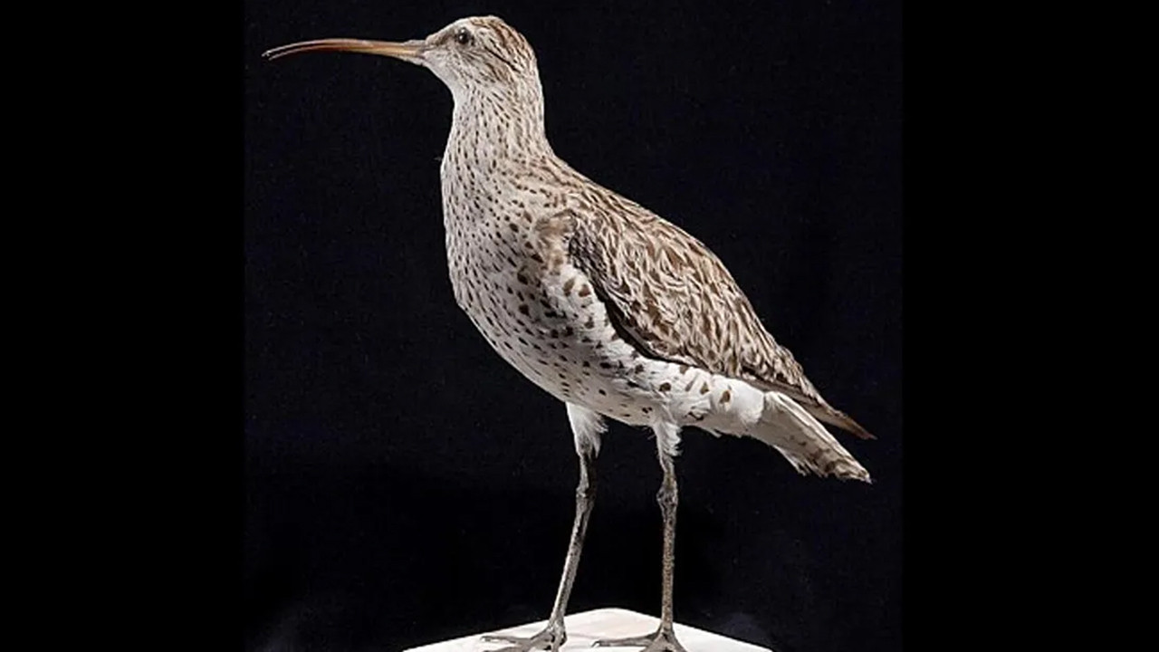 birkac yil once aramizda dolasiyorlardi artik yoklar ALWCJV5g.jpg