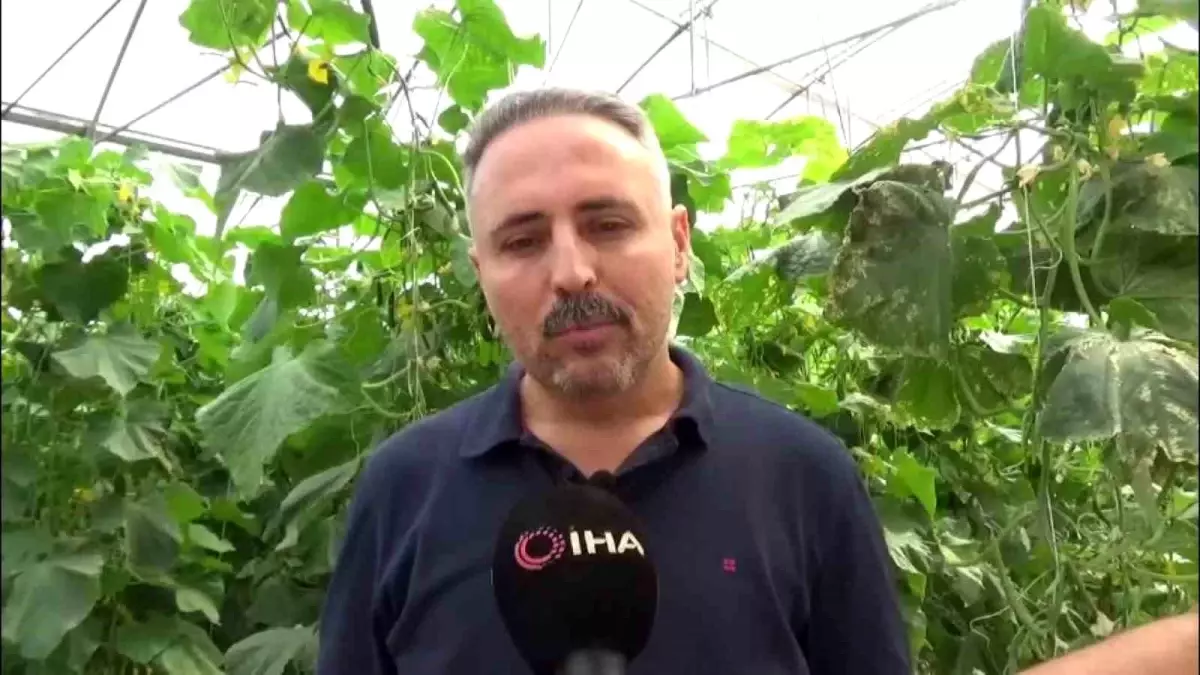 diyarbakirda salatalik serasi kuruluyor 20 kisiye istihdam saglaniyor vijxlR4b