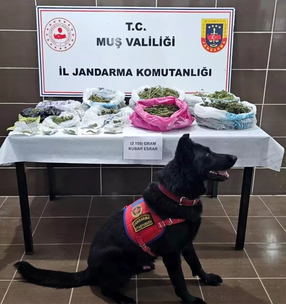 musta kenevir operasyonu 1 gozalti mCKK4O1Z