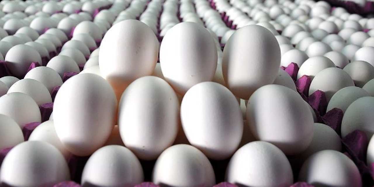 tuik acikladi yumurta azaldi ul6fJJhF.jpg