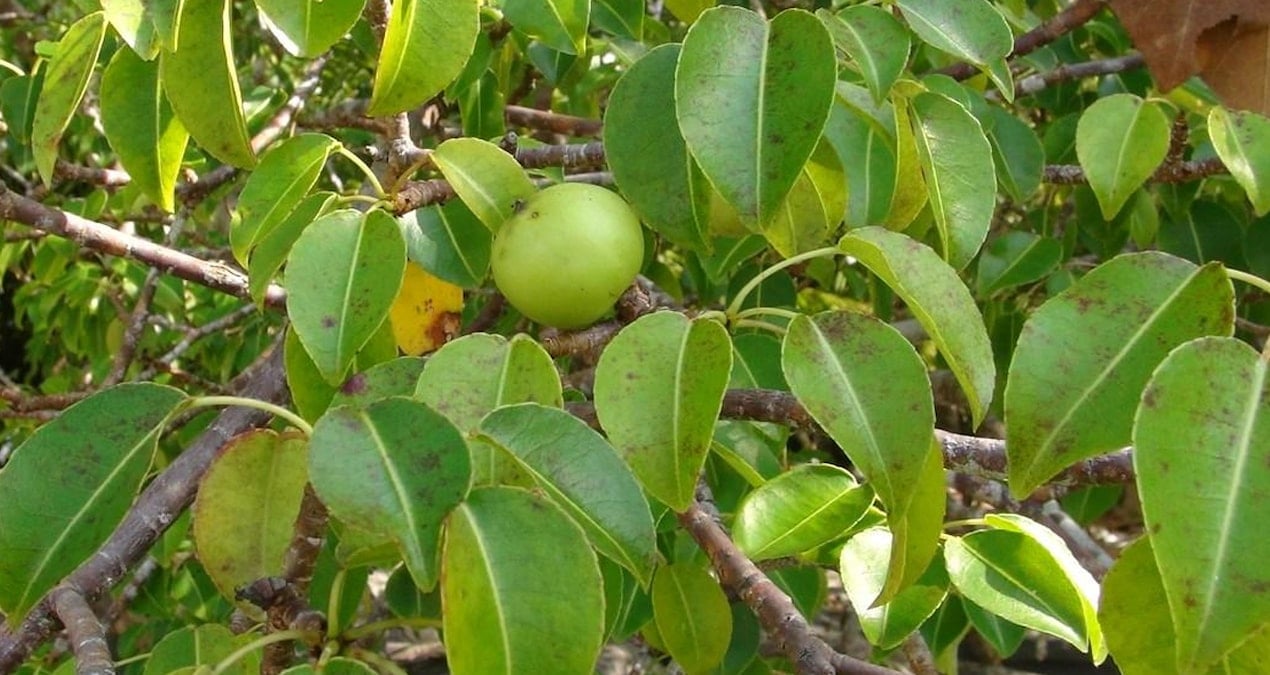 Dikkat! Bu Meyve Son Derece Zehirli