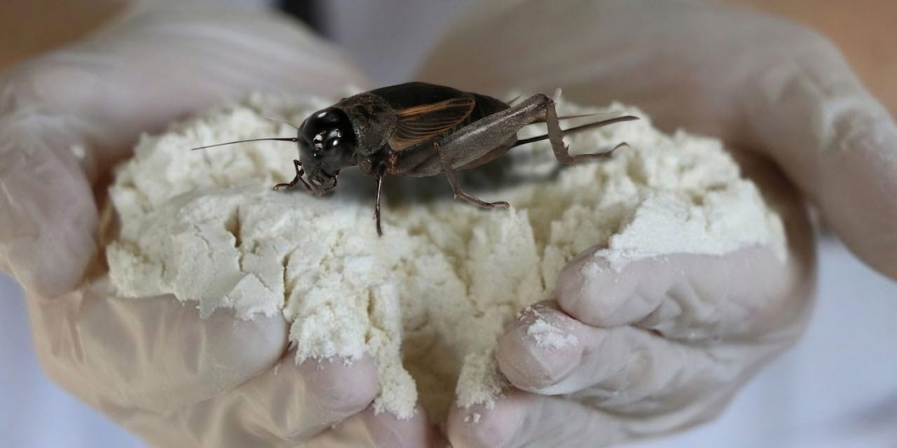 Çekirge Unu: Yüksek Protein ve Demir İçeriği ile Sağlıklı Bir Alternatif Ama Dikkat Edilmesi Gereken Bir Yanı Var