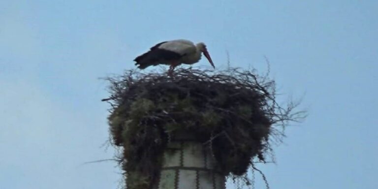 6-subat-depreminden-kalanlarla-yuvasini-kurdu-leylek-hitit-bu-sefer-esiyle-geri-geldi-c9mPZJFl
